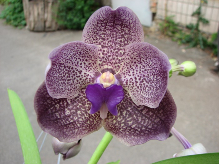 Vanda Kultana Ruby x Vanda Mimi Palmer.JPG