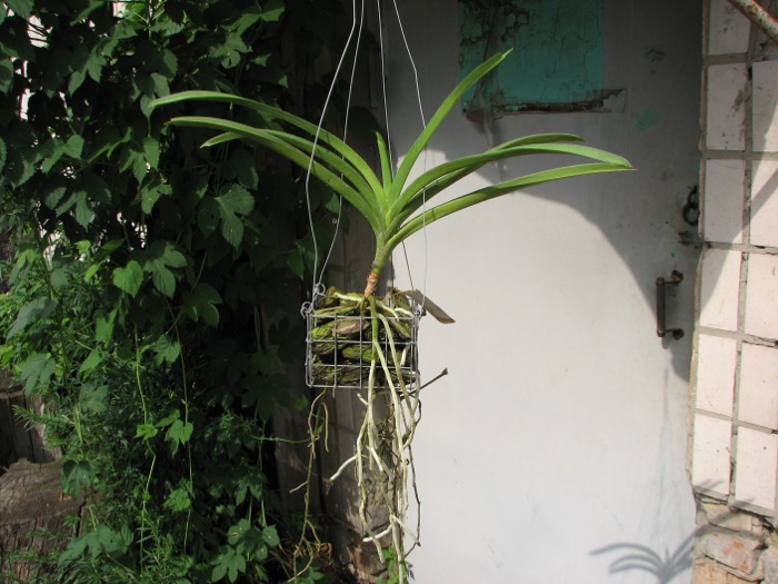 Ascocenda Ken Kone.JPG