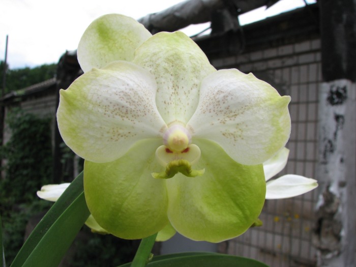 Vanda Kultana Green Gold.JPG