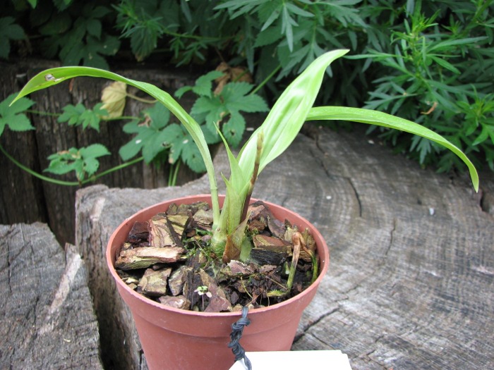 Acacallis cyanea x Paradisanthus micranthus.JPG