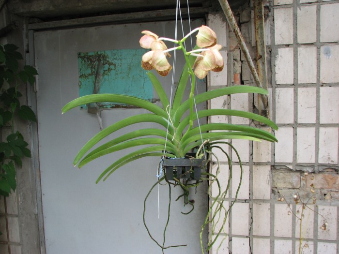 Vanda Sumon Spot x Vanda Chaya Orange.JPG