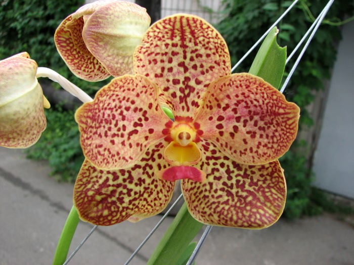 Vanda Sumon Spot x Vanda Chaya Orange.JPG