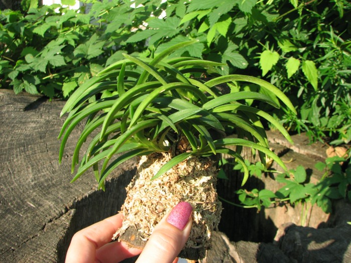 Neofinetia falcata.JPG