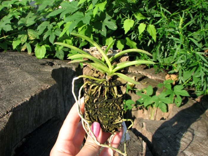 Neofinetia falcata Kisyu Sekko.JPG