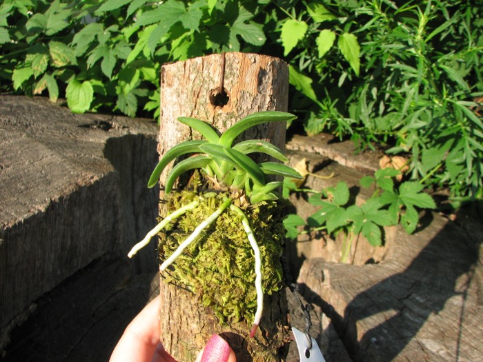 Neofinetia falcata Suikaden.JPG