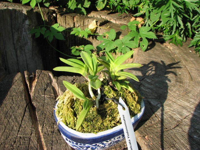 Neofinetia falcata Yodonomatsu.JPG