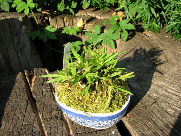 Neofinetia falcata Awaharibeni.JPG