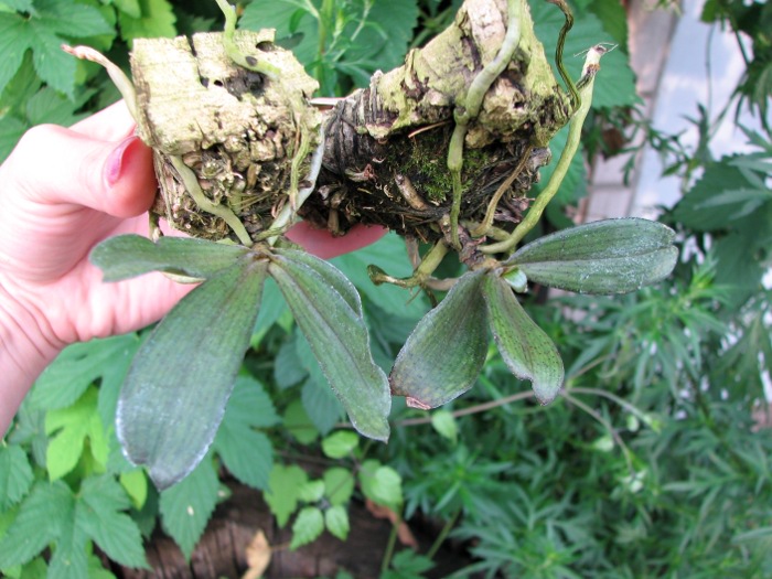 Aerangis biloba.JPG