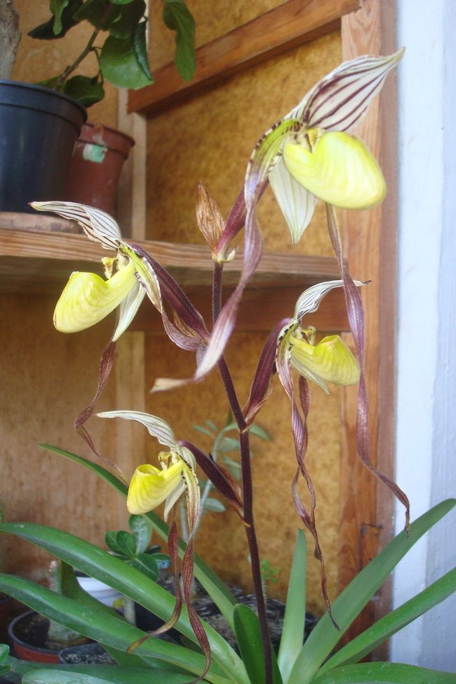 Paphiopedilum philippinense