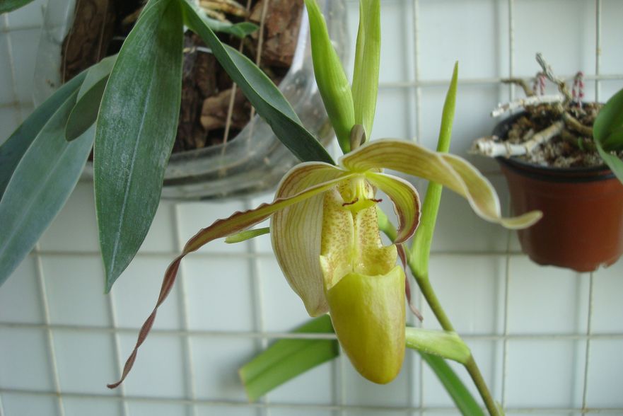 Phragmipedium Grande