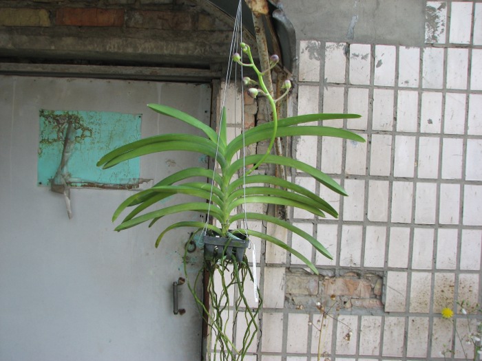 Vanda Kultana Ruby x Vanda Mimi Palmer.JPG