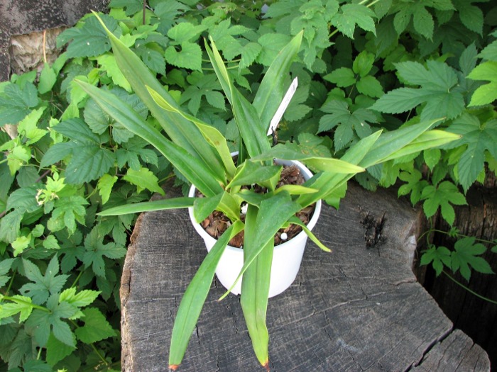 Phragmipedium Eumelia Arias (kovachii x schlimii).JPG