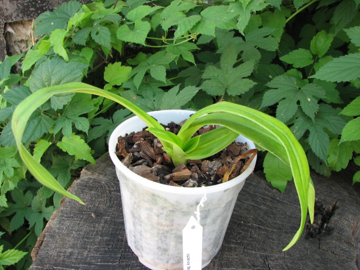 Phragmipedium kovachii.JPG
