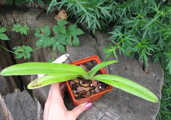 Paphiopedilum Booth's Sand Lady (sanderianum x Lady Isabel 'In-Charm').JPG