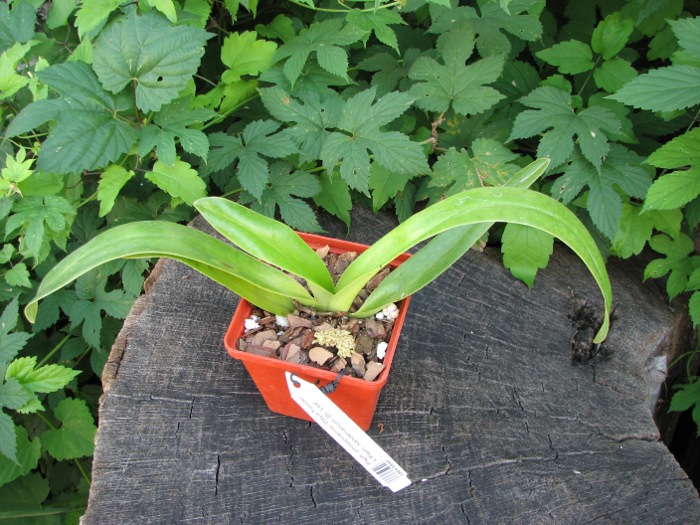 Paphiopedilum philippinense 'Daya Twisler' x Paphiopedilum sanderianum 'Dr. Lee'.JPG