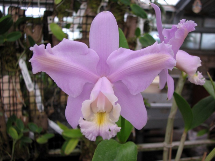 Cattleya harrisoniana trilabelo.JPG