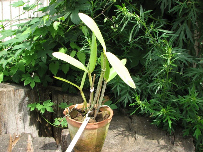 Cattleya harrisoniana alba 'Maraja' x Cattleya harrisoniana trilabelo.JPG