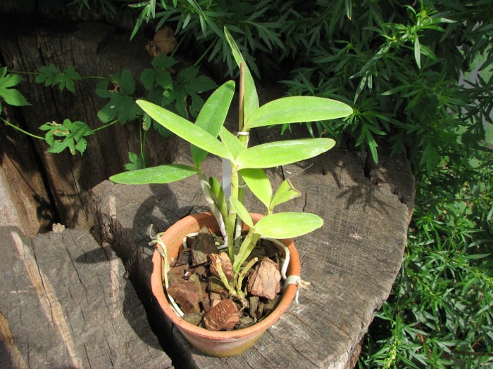 Cattleya harrisoniana 'Cricare' (Z-103) x Cattleya harrisoniana trilabelo.JPG