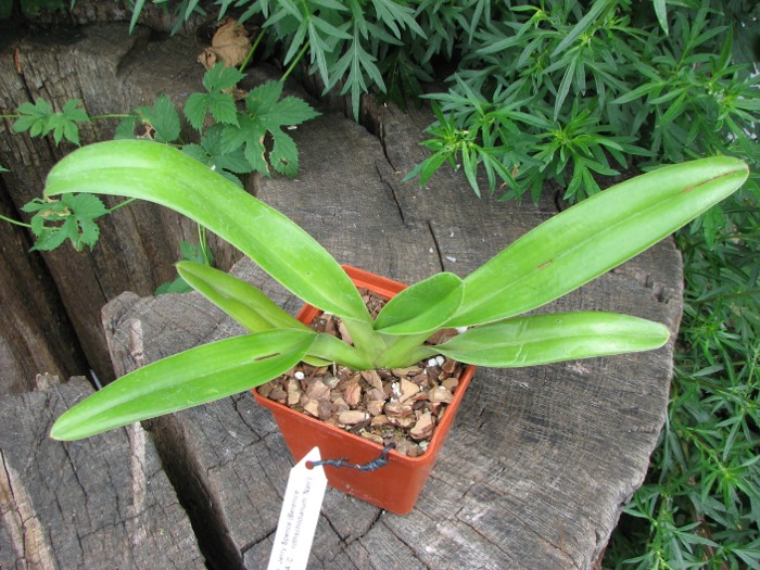 Paphiopedilum Jerry Spence 'Mei-Chen' x Paphiopedilum Prince Edward of York 'I.C'.JPG