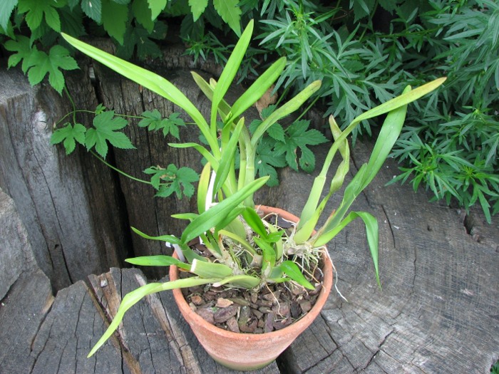 Miltonia clowesii.JPG