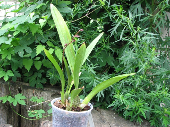Zelglossoda Calico Gem 'Green Valley #1'.JPG