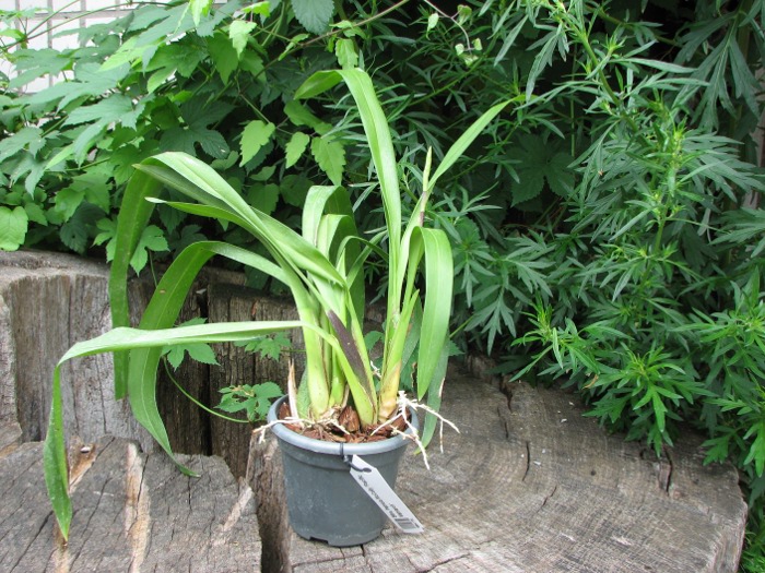 Beallara Patricia McCully 'Pacific Matriarch'.JPG