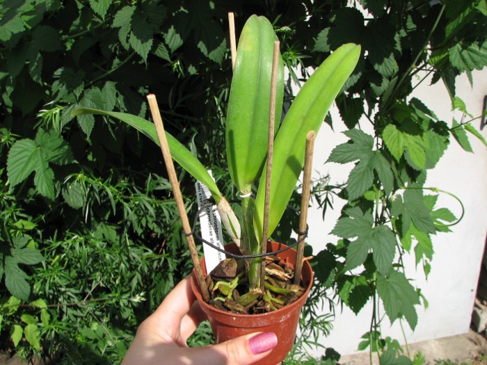 Cattleya schroederae albescens x Cattleya schroederae alba.JPG