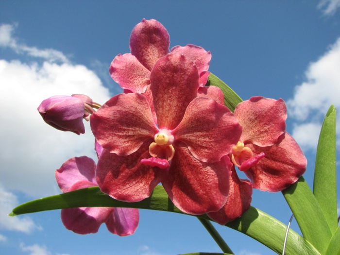 Vanda Kultana Ruby x Vanda Mimi Palmer.JPG