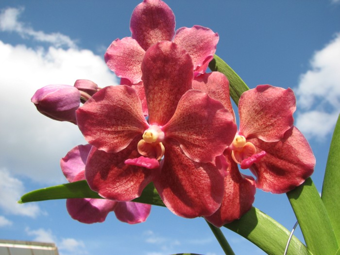 Vanda Kultana Ruby  x Vanda Mimi Palmer.JPG