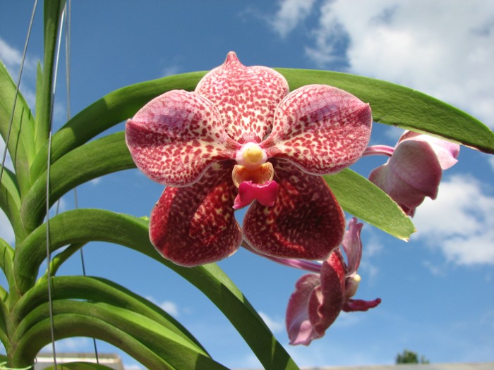 Vanda Kultana Ruby x Vanda Mimi Palmer.JPG