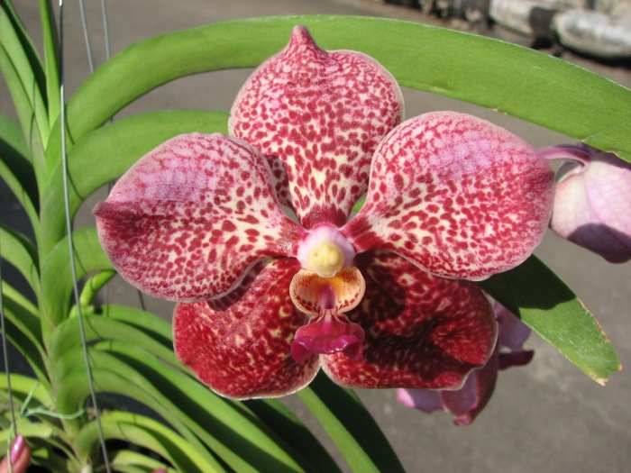 Vanda Kultana Ruby x Vanda Mimi Palmer .JPG