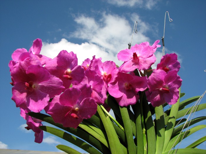 Vanda Siriporn Pink.JPG