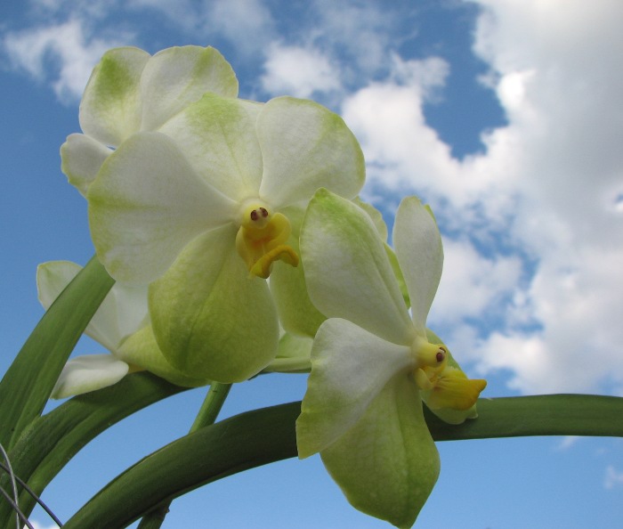 Vanda Kultana Green Gold x Vanda Bamgkhimsri.JPG