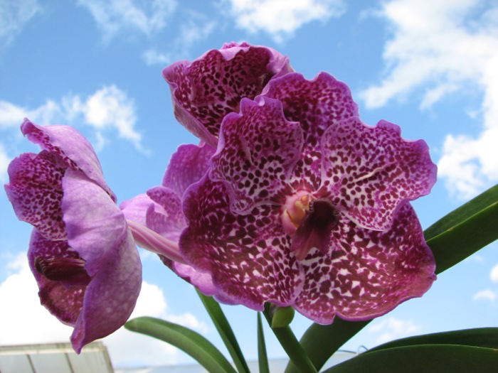 Vanda Srakaew x Bitz's Heartthrob x Ascocenda Lenakamolphun.JPG