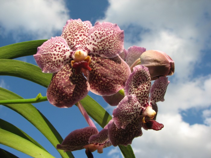 Vanda Srakaew x Bitz's Heartthrob x Ascocenda Lenakamolphun.JPG