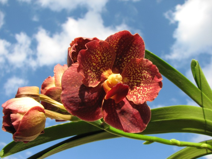 Vanda Keeree Sapphire x Vanda Chaiya.JPG