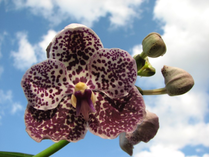 (Vanda Kasem's Delight - Manuvadee) x Ascocenda Tubtim Gua.JPG