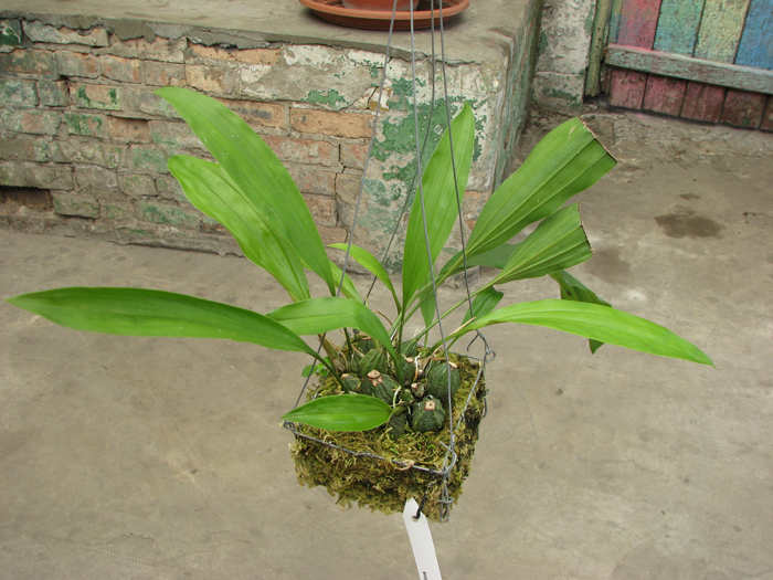 Stanhopea tigrina.jpg