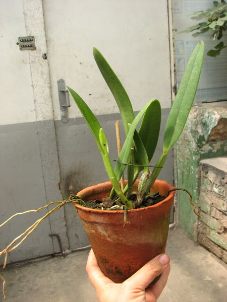 Cattleya eldorado tipo XXX x Cattleya eldorado rubra.jpg
