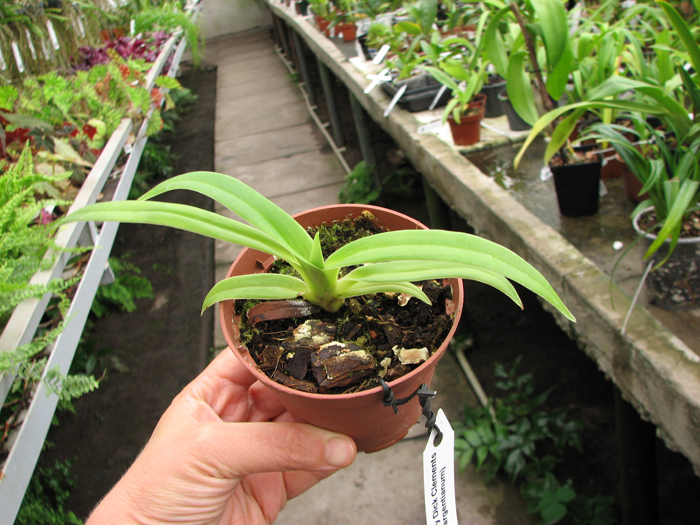Phragmipedium Memory Dick Clements.jpg