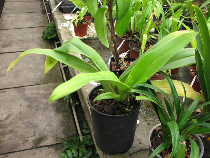 Phragmipedium Living Fire.jpg