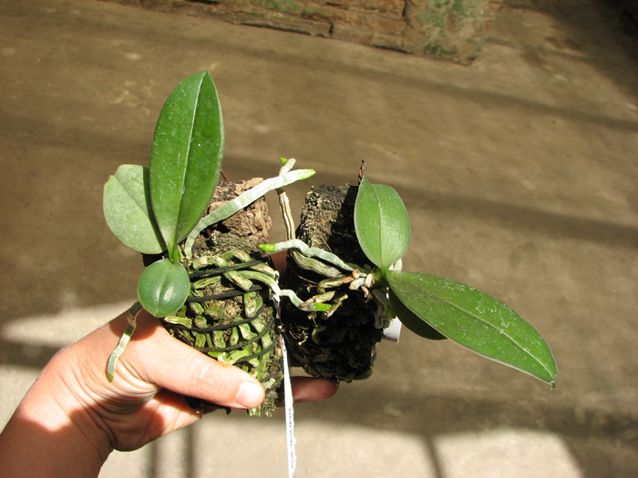 Phalaenopsis Mini Mark.jpg