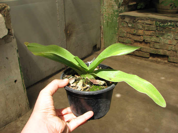 Paphiopedilum Green Gem x Hung Sheng Nice.jpg