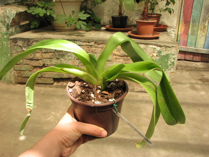 Paphiopedilum Hung Sheng Curet × Enzan Fruit.jpg