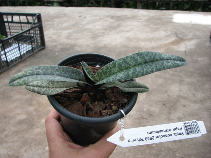 Paphiopedilum concolor 2550 'River' x Paphiopedilum armeniacum.jpg