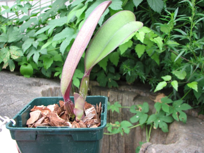 Cattleya rex var. Ayacucho.JPG