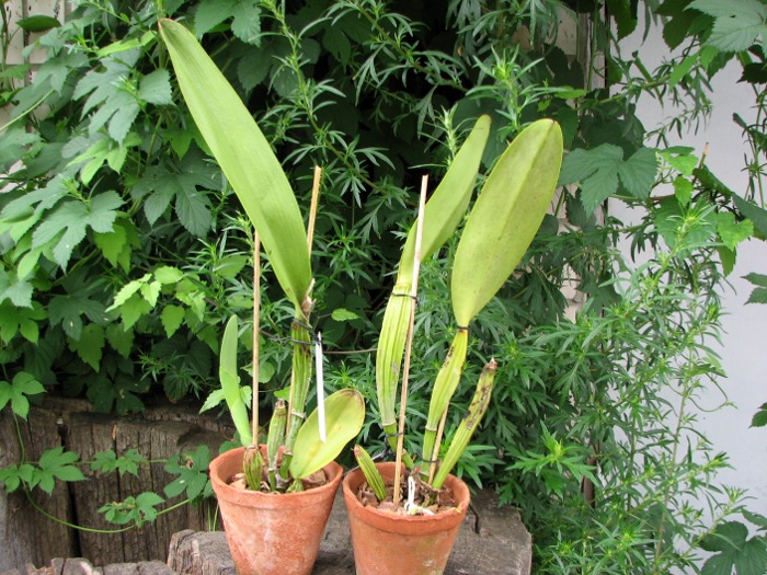 Cattleya rex var. Moyobamba.JPG