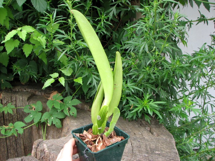 Cattleya rex var. Moyobamba.JPG