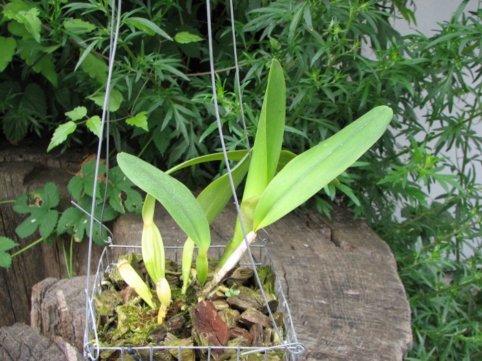 Cattleya rex.JPG