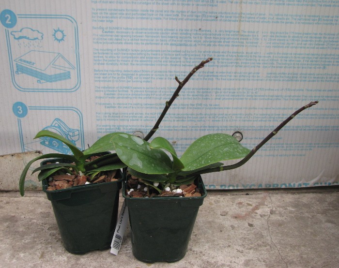 Phalaenopsis Liu's Rainbow.JPG